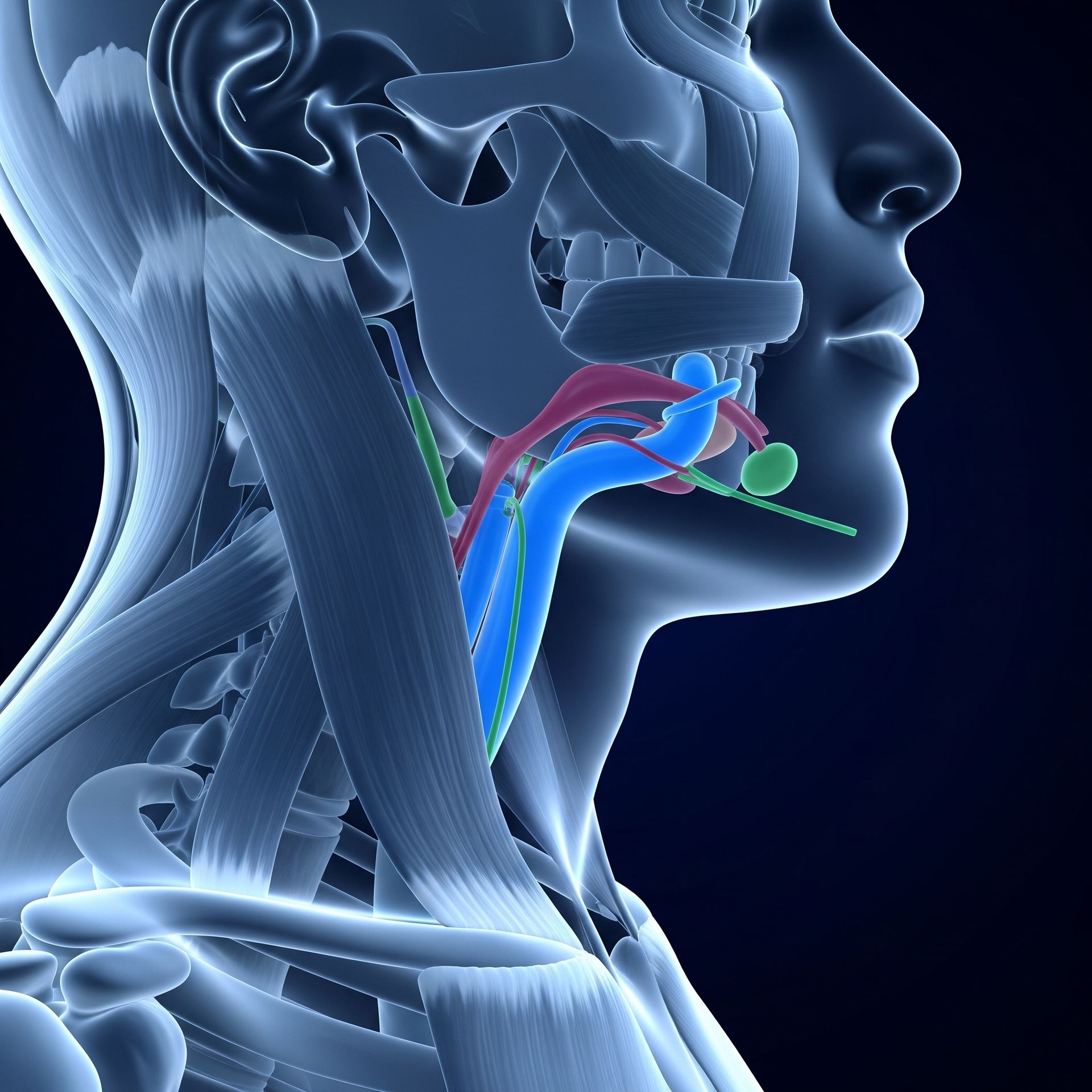 Modello anatomico 3D scientifico di muscoli e ossa della regione cervicale e facciale, fondamentale per comprendere la deglutizione e la disfagia.